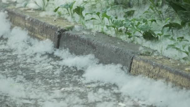 Heap seizoensgebonden witte populier pluis met zaden bedekken gemalen asfalt op stadspark met groene planten — Stockvideo