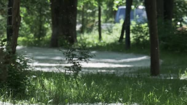 Létající topol chmýří v létě moderní městský park oblasti se zelenými listy stromů přírodní sezónní alergen — Stock video