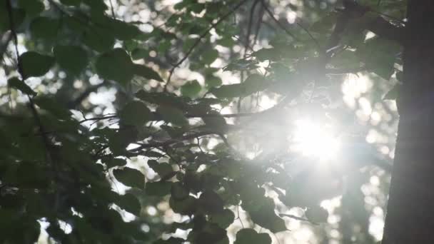 Zomer in de stad natuurlijke groene boom takken met bladeren, vliegende pluis, allergieën tuin park gebladerte — Stockvideo