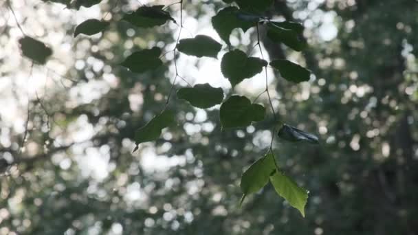 Léto ve městě přírodní zelené větve stromů s listy, létající chmýří, alergie zahradní park listí — Stock video