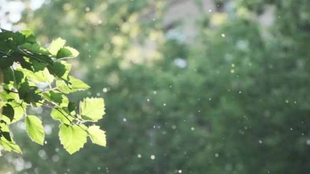 Närbild flygande poppel fluff på sommaren stadsparken på naturligt solljus och gröna lövverk grenar — Stockvideo