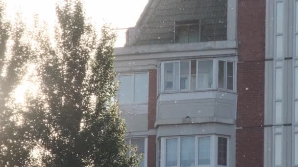 夏の太陽の光がポプラの綿毛飛んで近代的な住宅の建物のファサード。季節の強いアレルゲン — ストック動画