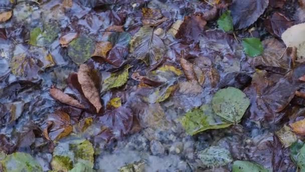 Primer plano multicolor hojas naturales secas charco de agua reflexión otoño tiempo lluvioso — Vídeo de stock