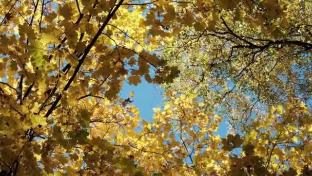 Schöne Herbst sonnige Landschaft mit trockenem gelben Laub natürlichen Wäldern Wald und blauem Himmel Sonnenlicht — Stockvideo