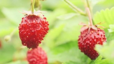 Kırmızı taze iştah açıcı yeşil yapraklı doğal çilek makrosu.