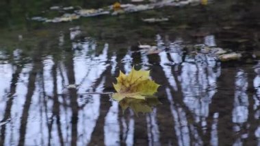 Kapalı sarı kuru akçaağaç yaprağı gölet suyu yüzeyinde yüzer ağaç gövdesi sonbahar orman manzarası oluşturur