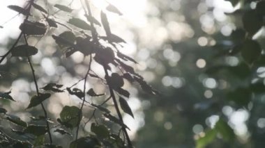 Şehirde yaz mevsimi yaprakları, uçan tüyleri, alerjileri olan yeşil ağaç dalları bahçe yaprakları.