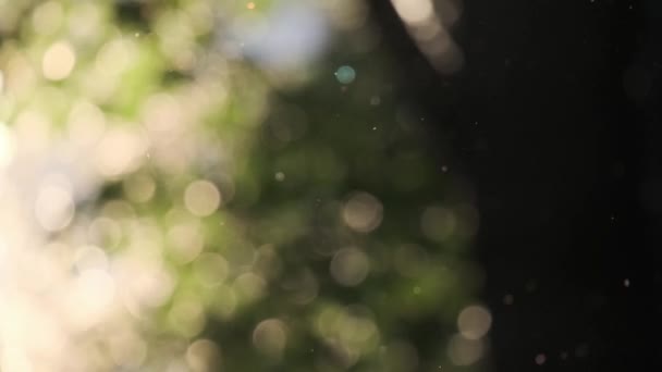 Yaz mevsiminde yeşil ağaçlı modern şehir parkında uçan kavak tüyü doğal alerji bırakır. — Stok video