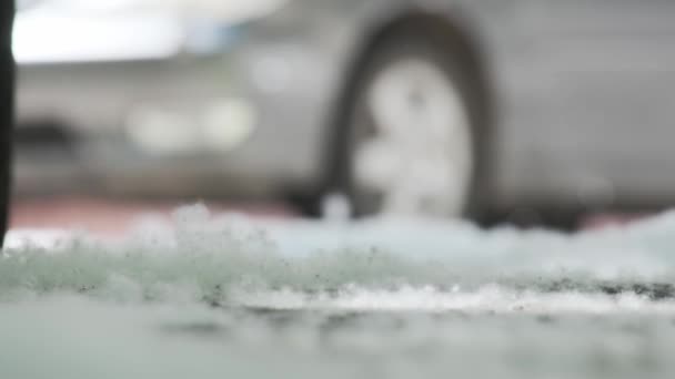 Summer seasonal poplar fluff on asphalt road highway near car automobile at city. Natural allergic — 图库视频影像
