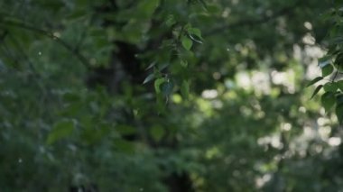 Şehirde yaz mevsimi yaprakları, uçan tüyleri, alerjileri olan yeşil ağaç dalları bahçe yaprakları.