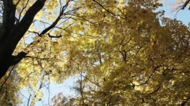 Açık mavi gökyüzü ile dallar üzerinde sarı doğal ağaç yaprağı mevsimsel sonbahar doğa manzarası