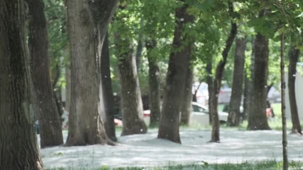 具有绿树叶子自然季节过敏原的夏季城市公园飞行杨树绒毛 — 图库视频影像