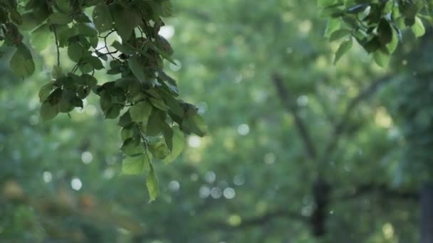 Létající topol chmýří v přirozeném slunečním světle obklopen stromy, smrkem a fasádou budovy města — Stock video
