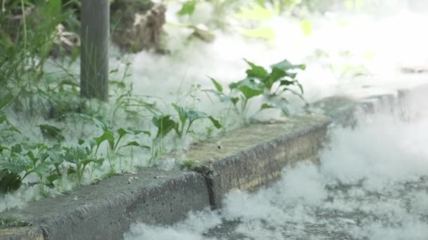 Heap seasonal white poplar fluff with seeds cover ground asphalt at city park with green plants — Stock Video