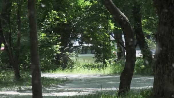 Yakın çekim uçan doğal beyaz kavak tüylü yaz şehir parkı. Parlak güneş ışığı bulanık. — Stok video