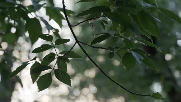 Detailní létání topol fluff v letním městském parku na přirozeném slunci a zelené větve listoví — Stock video