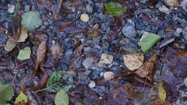 Nahaufnahme bunte trockene natürliche Blätter Wasser Pfütze Reflexion Herbst regnerisches Wetter — Stockvideo