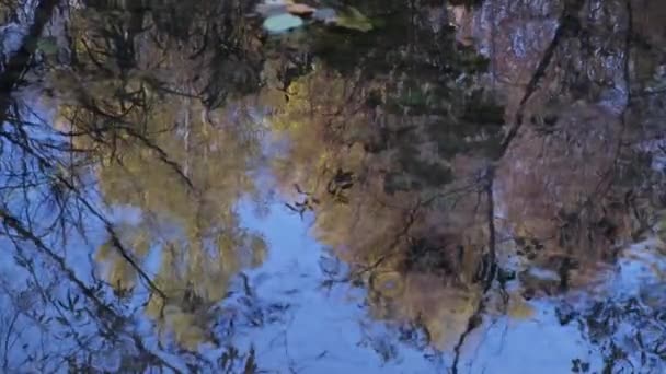 Natürlicher Pfützenboden mit farbigen Blättern, Zweigen, Waldpflanze unter spiegelglatter Wasseroberfläche — Stockvideo