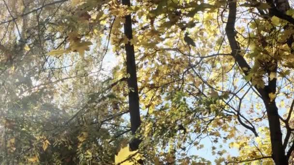 Fogliame di albero denso naturale giallo su rami con cielo azzurro chiaro autunno paesaggio naturale stagionale — Video Stock