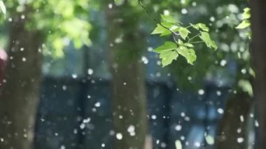 Yakın çekim uçan doğal beyaz kavak tüylü yaz şehir parkı. Parlak güneş ışığı bulanık.