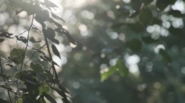 Şehirde yaz mevsimi yaprakları, uçan tüyleri, alerjileri olan yeşil ağaç dalları bahçe yaprakları.