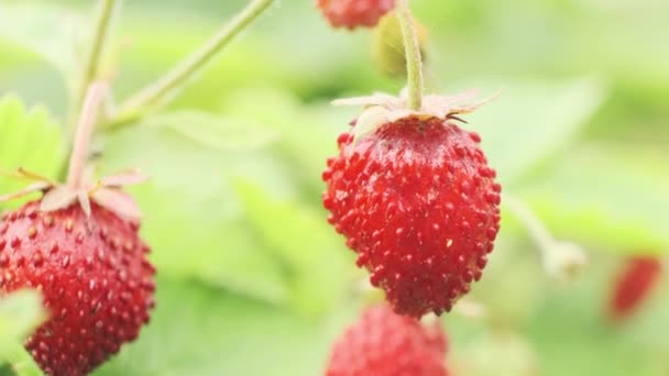 Red fresh appetizing natural strawberry on stem with green leaves extreme closeup macro — Vídeo de Stock