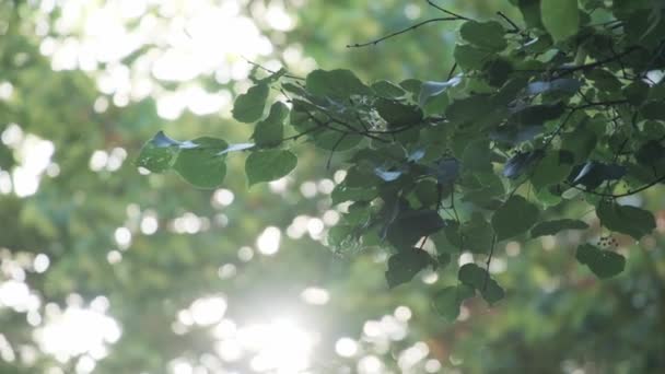 Létající topol chmýří v přirozeném slunečním světle obklopen stromy, smrkem a fasádou budovy města — Stock video
