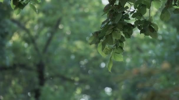 Flying poplar fluff at natural sun light surrounded by trees, spruce and city building facade — Vídeo de Stock