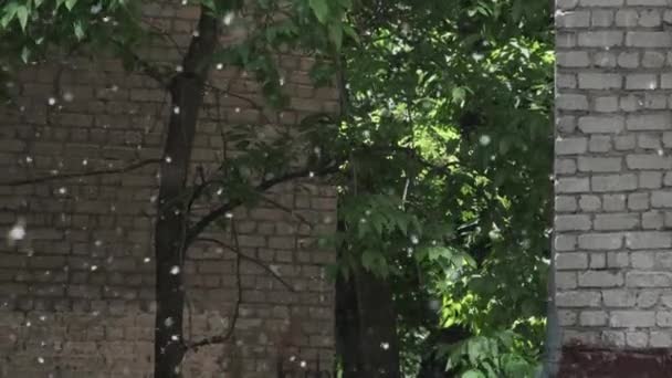 Primo piano volo naturale bianco pioppo lanugine estate parco della città con luminoso sole bagliore luce sfocatura bokeh — Video Stock