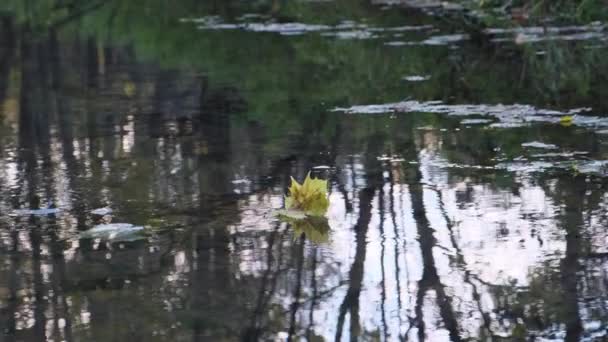 Nahaufnahme gelb trocken Ahornblatt schwimmend auf Teich Wasseroberfläche Baumstämme Herbst Waldlandschaft — Stockvideo