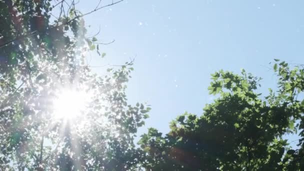 Létající topol chmýří v létě moderní městský park oblasti se zelenými listy stromů přírodní sezónní alergen — Stock video