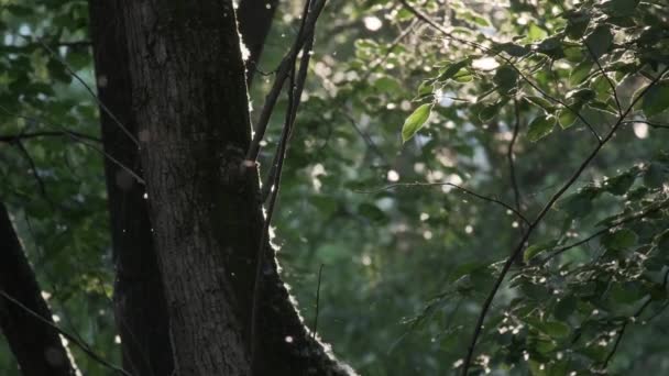Лето в городе натуральные зеленые ветви деревьев с листьями, летящий пух, аллергии сад парк листвы — стоковое видео