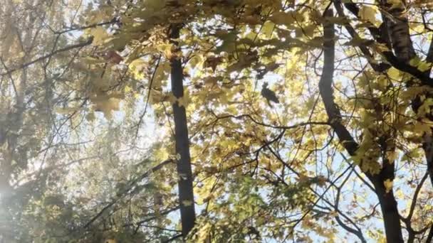 Žlutá přírodní husté listoví stromů na větvích s jasnou modrou oblohou podzim sezónní příroda krajina — Stock video