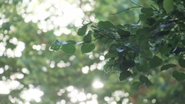 Ağaçlar, ladin ve şehrin ön cephesiyle çevrili doğal güneş ışığında uçan kavak tüyü.
