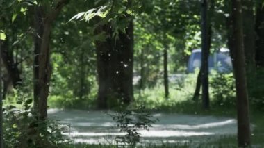 Yaz mevsiminde yeşil ağaçlı modern şehir parkında uçan kavak tüyü doğal alerji bırakır.