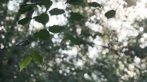 Léto ve městě přírodní zelené větve stromů s listy, létající chmýří, alergie zahradní park listí — Stock video