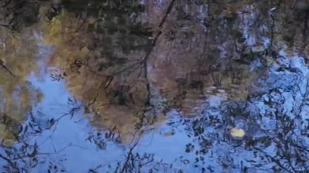 Fondo naturale pozzanghera con foglie colorate, ramoscello, pianta forestale sotto superficie liscia acqua riflessa — Video Stock