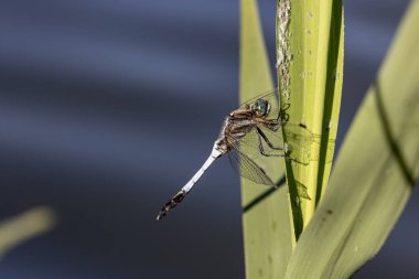 Yapraktaki yusufçuk
