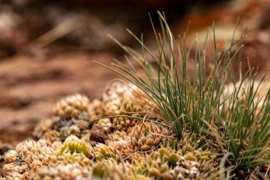 Dağdaki orostachyler