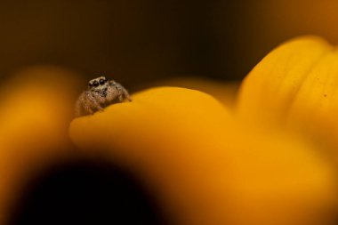 örümcek sarı çiçek