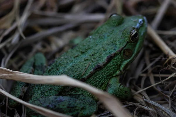 草の上の緑のカエル — ストック写真