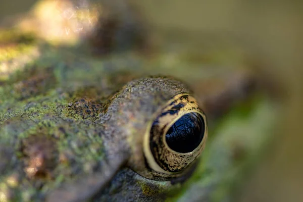 Bir kurbağaya yaklaş.