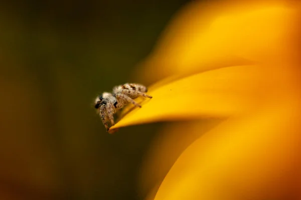 örümcek sarı çiçek