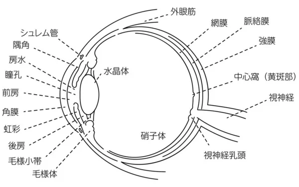 Gözün Görüntüsü Çevirisi Schlemm Kanalı Köşe Açısı Sulu Mizah Gözbebeği — Stok Vektör