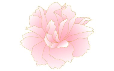 Bahar çiçekleri ve bitkiler, pembe gradyan çift çiçekli kiraz (şakayık kirazı)).