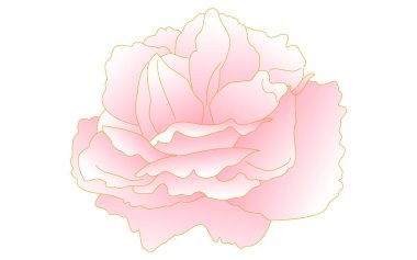 Bahar çiçekleri ve bitkiler, pembe gradyan çift çiçekli kiraz (şakayık kirazı)).