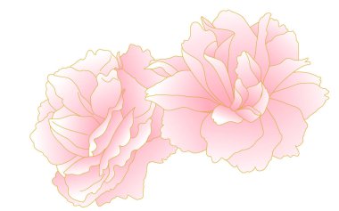 Bahar çiçekleri ve bitkiler, pembe eğimli çift çiçekli kiraz kümeleri (şakayık kiraz)).