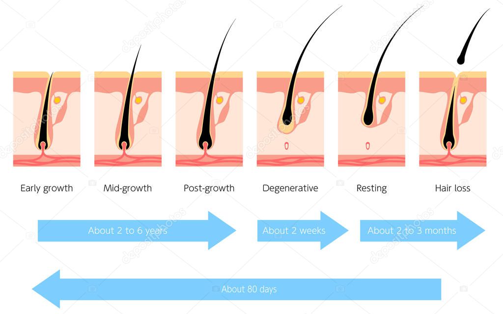 Illustration of the hair cycle and hair growth cycle