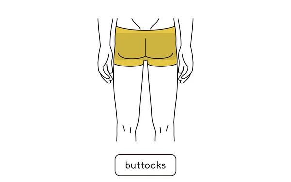 Men Hair Removal Area Buttocks — 图库矢量图片