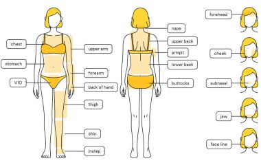 Hair Removal Illustrations for Women - Full body and face